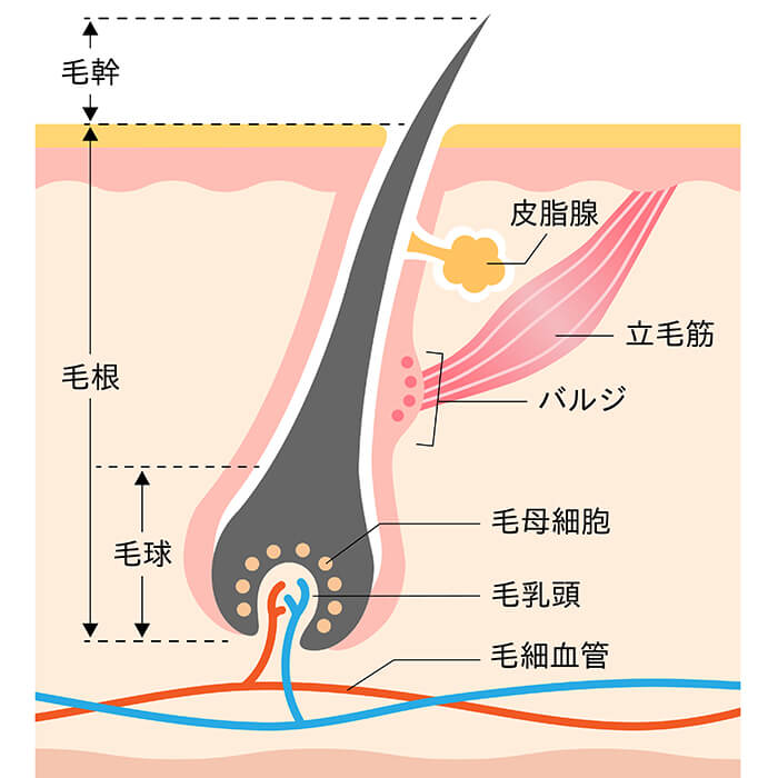 横浜市旭区・
瀬谷区・二俣川で熱破壊式医療脱毛機ジェントルマックスプロプラスの医療脱毛を提供している希望ヶ丘しまや内科、医療脱毛イメージ図